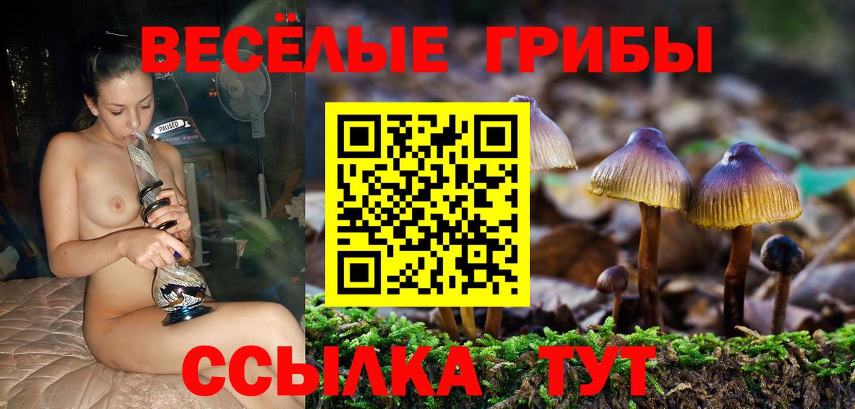 Галлюциногенные грибы Psilocybe Полысаево